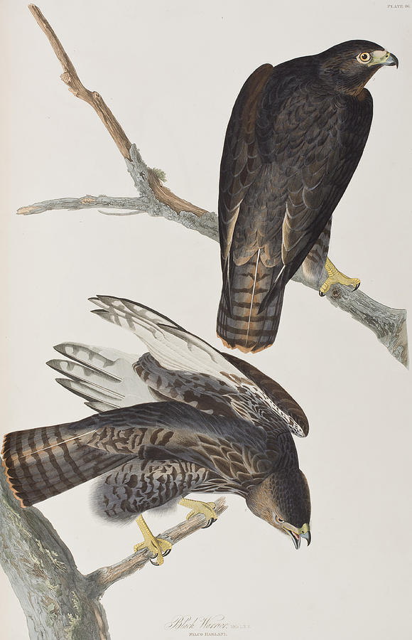 John James Audubon Painting - Blck Warrior by John James Audubon