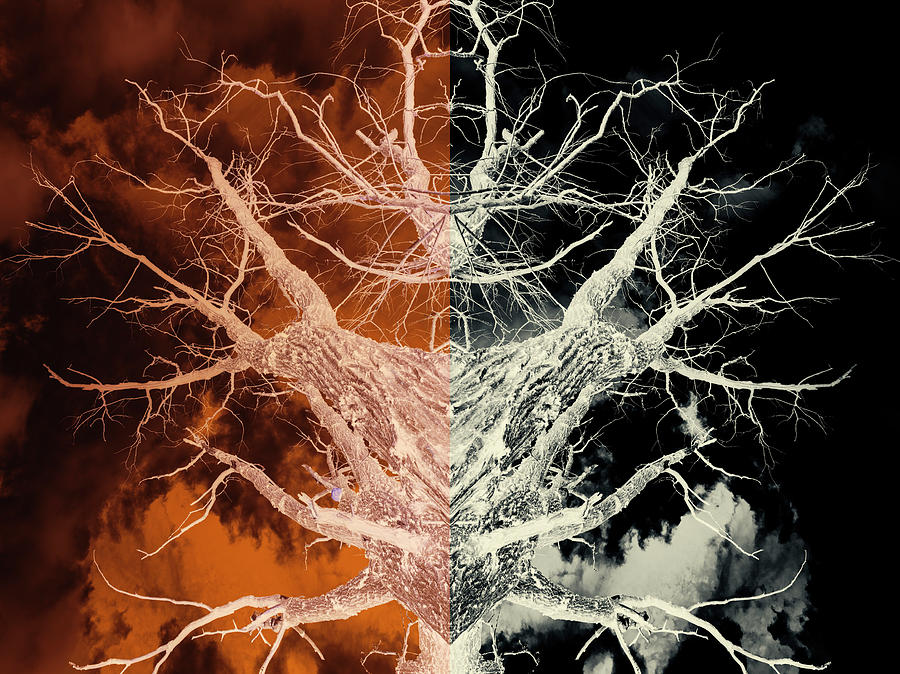 Bleached Bones of the Symmetrical Tree Photograph by John Williams