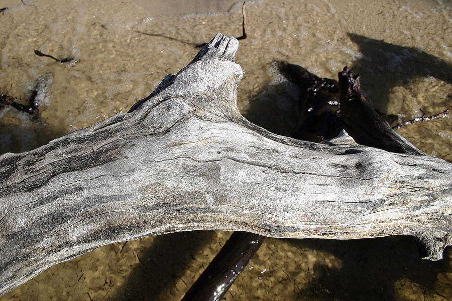 Bleached Driftwood Photograph by Mary Haber