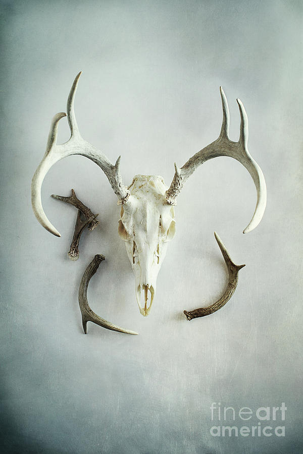 Bleached Stag Skull Photograph by Stephanie Frey