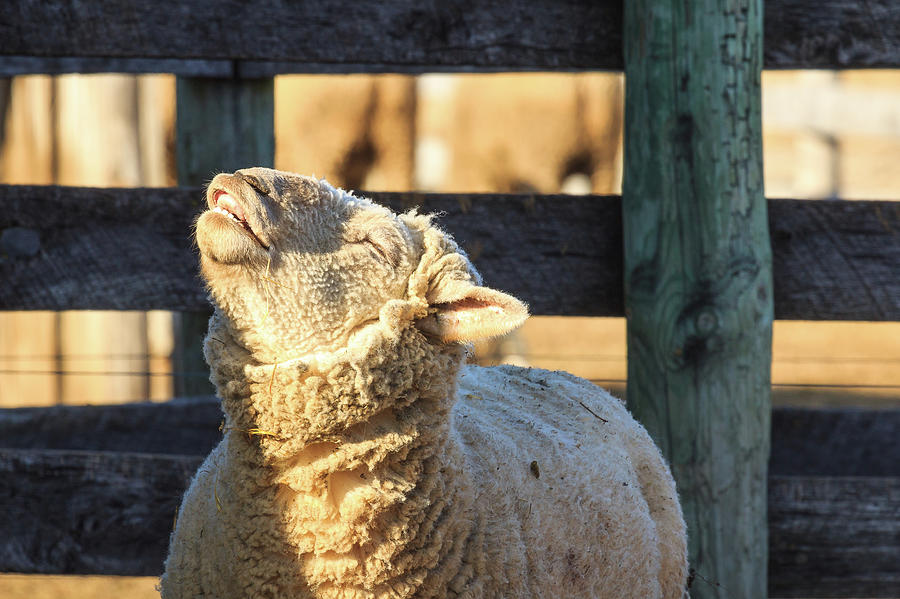 Bleating Sheep Photograph by Joni Eskridge