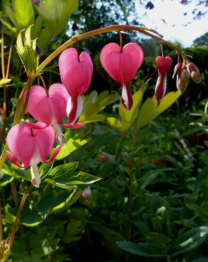 Bleeding Heart Photograph by Nigel Radcliffe