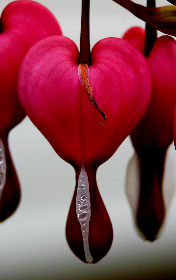 Bleeding Heart - Close Up Pyrography by Robert Morin