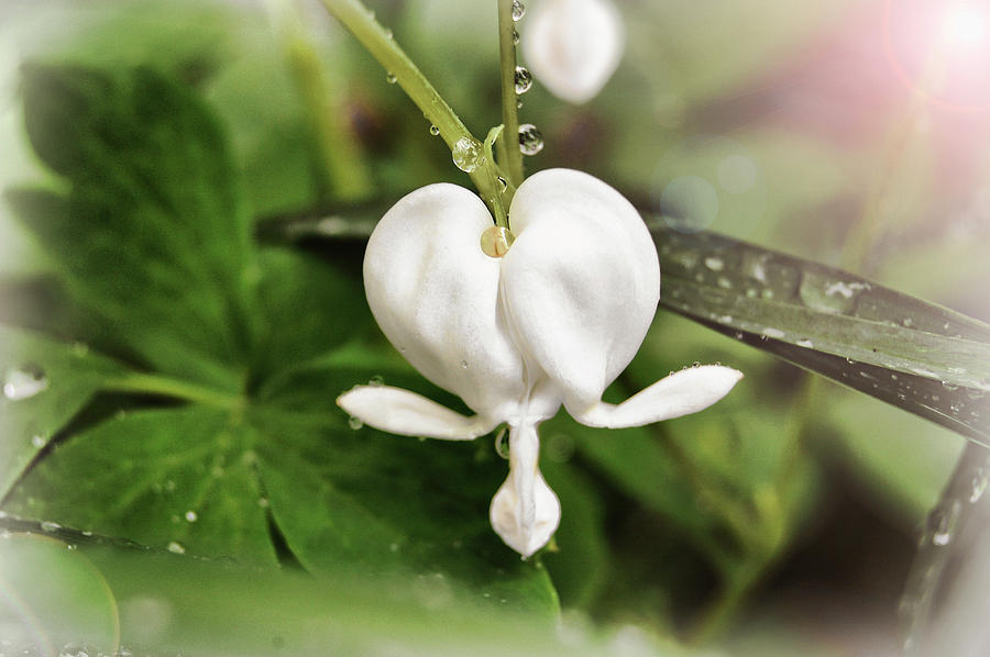 Spring Photograph - Bleeding Heart by Amber Flowers