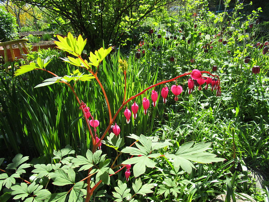 Bleeding Heart/Arching Stems Photograph by Rosita Larsson - Fine Art ...