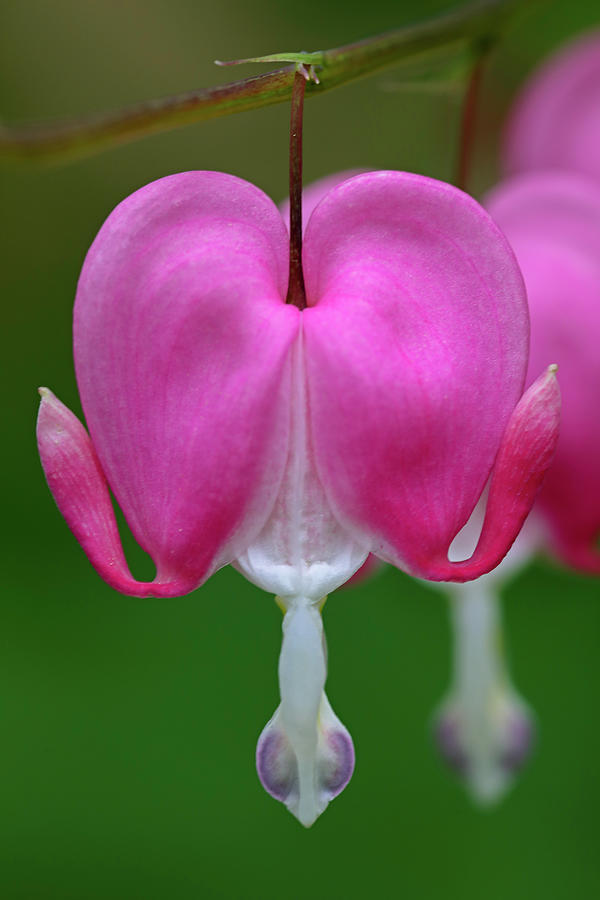 Spring Photograph - Bleeding Heart Floral  by Juergen Roth