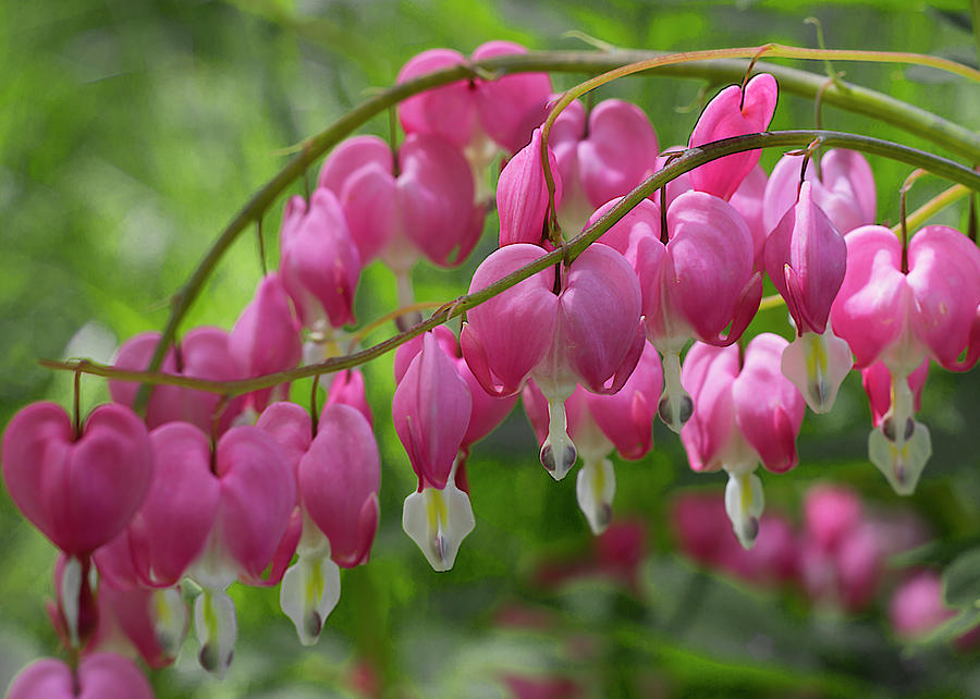 Bleeding Heart Flower Cluster Photograph by Patti Deters
