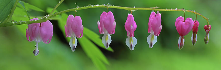 Spring Photograph - Bleeding Heart Flower Panorama by Juergen Roth