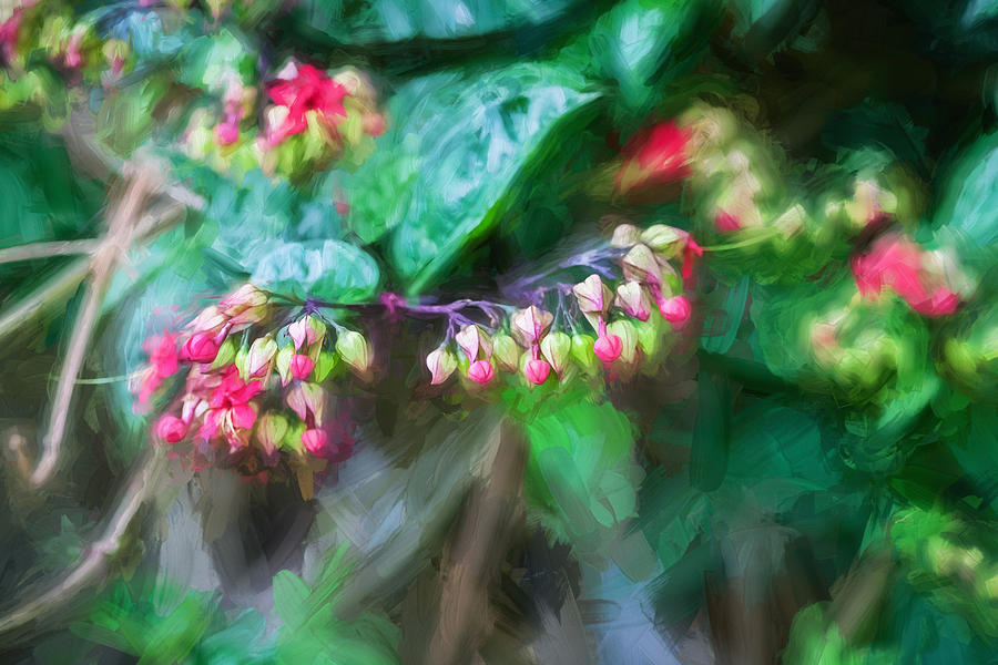 Bleeding Heart Flowers Clerodendrum Painted 2 Photograph by Rich Franco