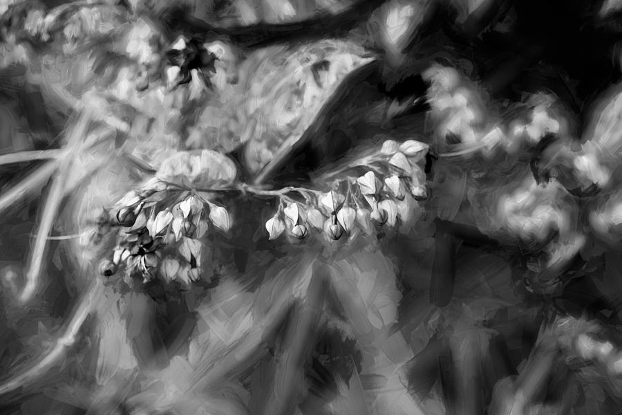 Bleeding Heart Flowers Clerodendrum Painted BW 1 Photograph by Rich Franco