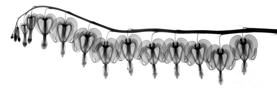 Nature Photograph - Bleeding Heart Flowers X-ray by Ted Kinsman