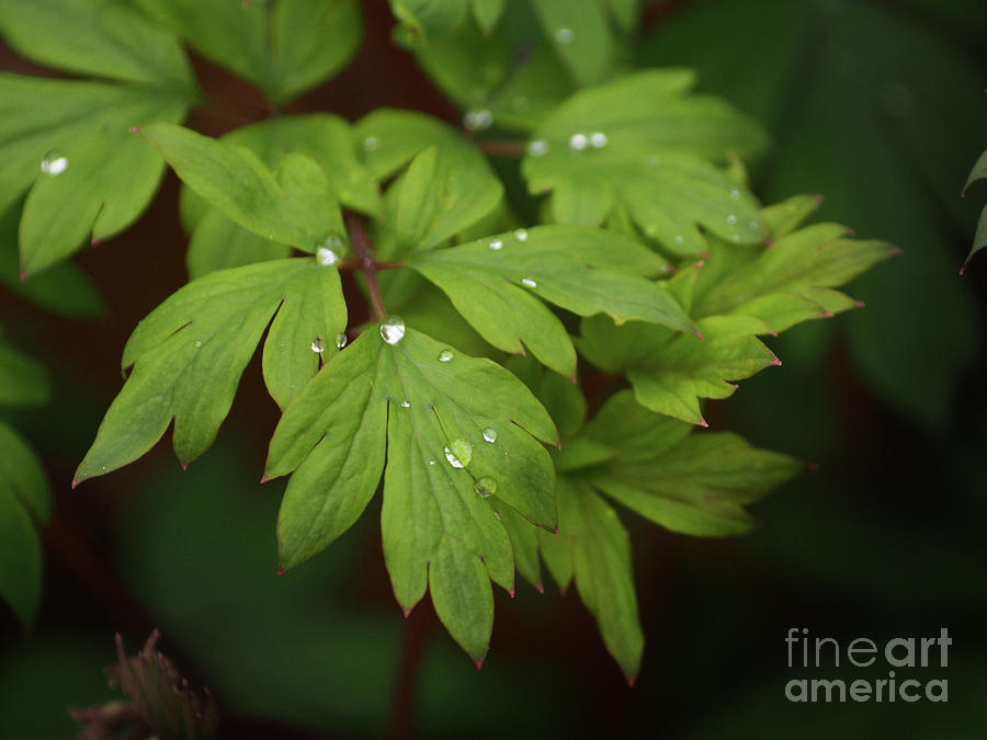 Bleeding Heart Leaves After The Rain Photograph by Dorothy Lee