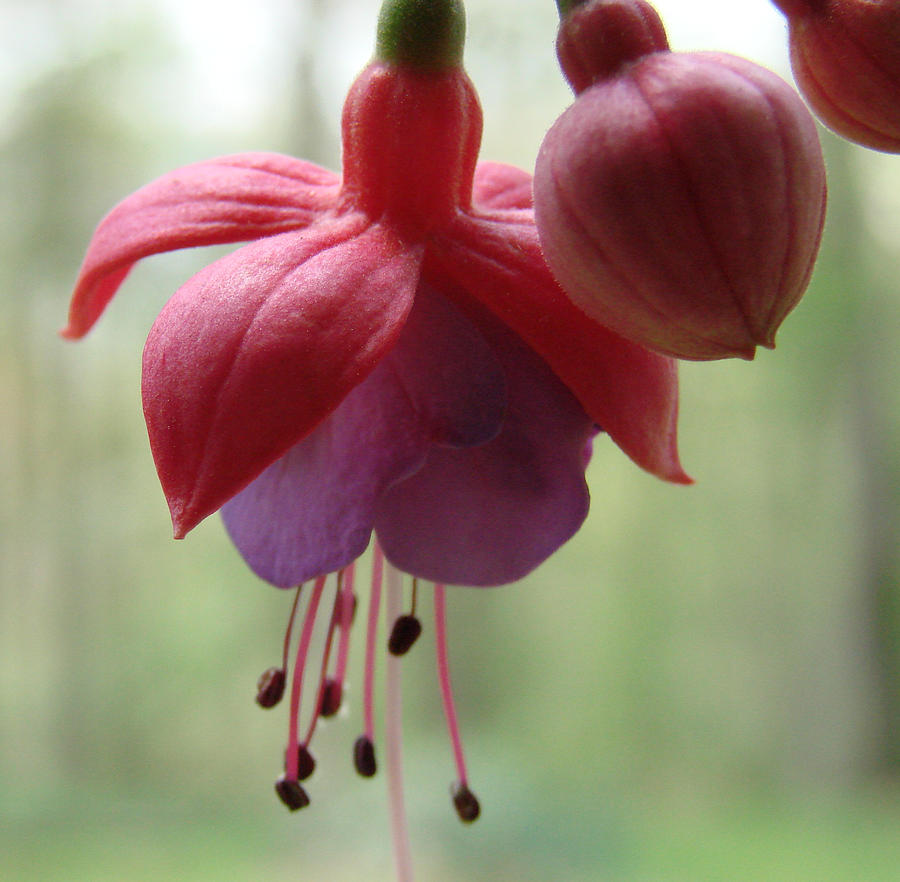 Flower Photograph - Fuchsia by Mary Halpin