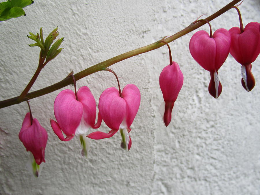 Bleeding Heart on the wall Photograph by Rosita Larsson
