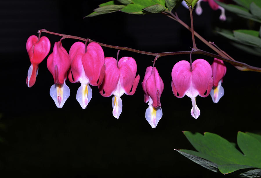 Bleeding Hearts 006 Photograph by George Bostian
