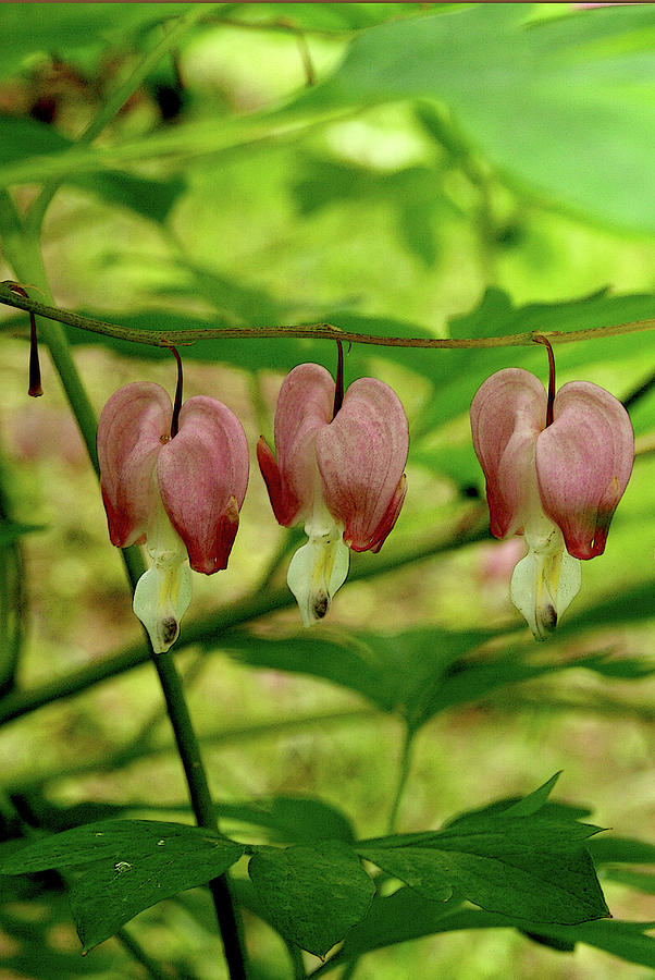 Bleeding Hearts all in a Row - Botanical Photograph by Margie Avellino