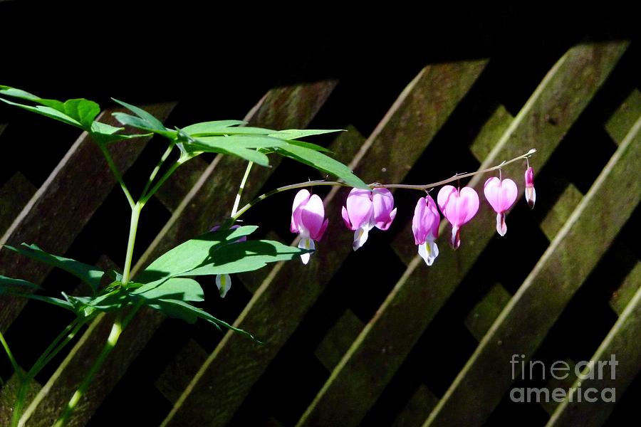 Bleeding Hearts all in a Row Photograph by Margie Avellino
