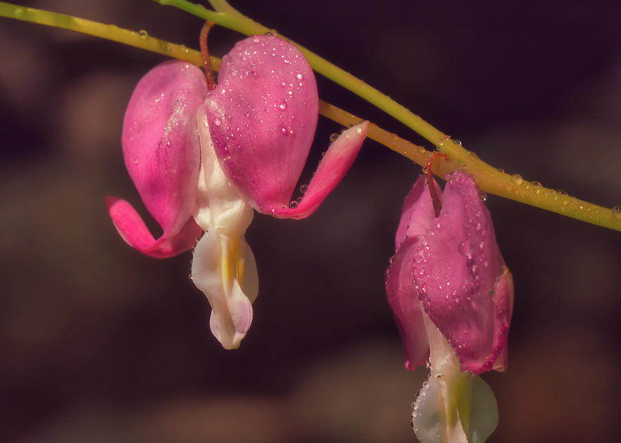 Flower Photograph - Bleeding Hearts and Dew Drops by Bob Orsillo