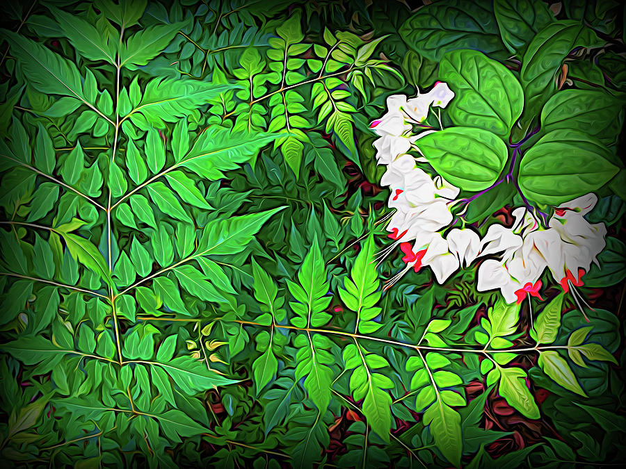 Bleeding Hearts and Ferns Evening Shadow Photograph by Aimee L Maher ALM GALLERY