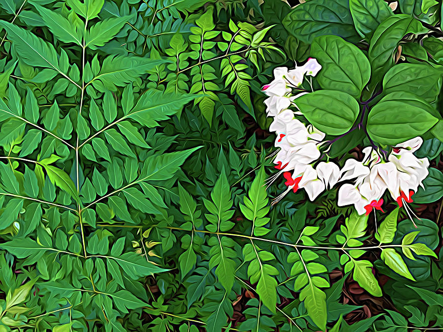 Bleeding Hearts and Ferns Expressionalism Photograph by Aimee L Maher ALM GALLERY