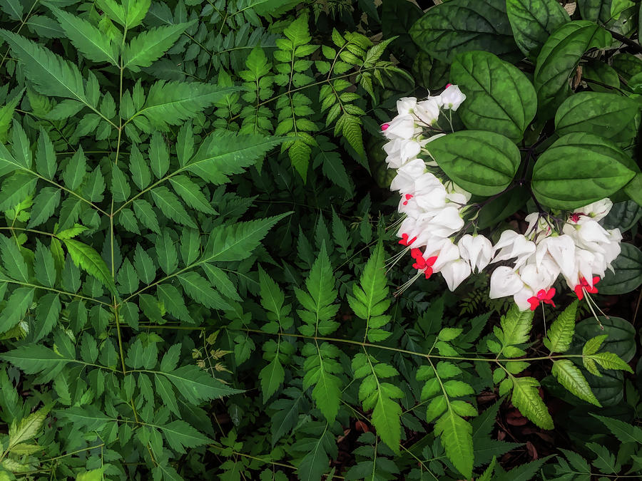 Bleeding Hearts And Ferns Oil Painting Photograph