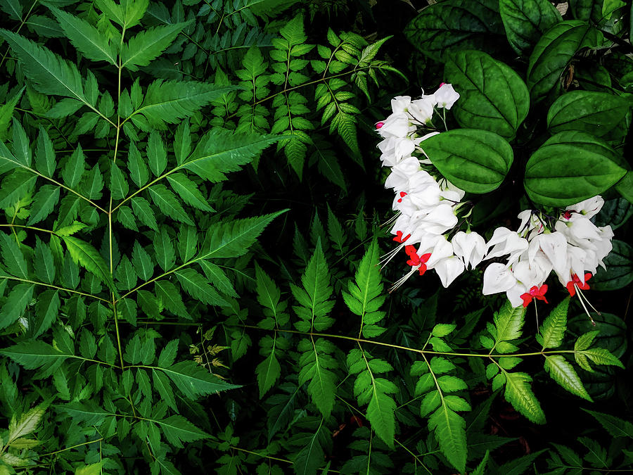 Bleeding Hearts And Ferns Realistic Dream Photograph