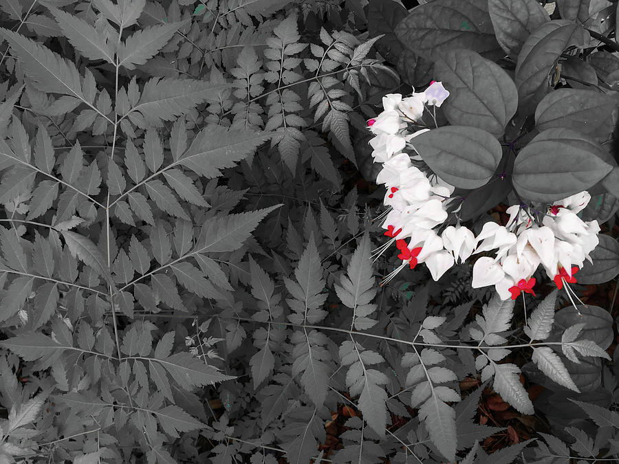 Bleeding Hearts And Ferns Subtle Color Photograph