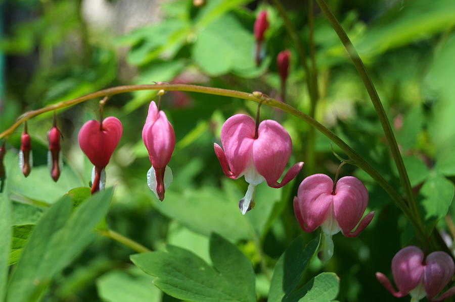 Bleeding Hearts Photograph by Beth Collins