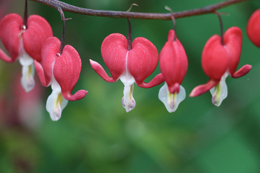 Bleeding Hearts Photograph by DiDesigns Graphics