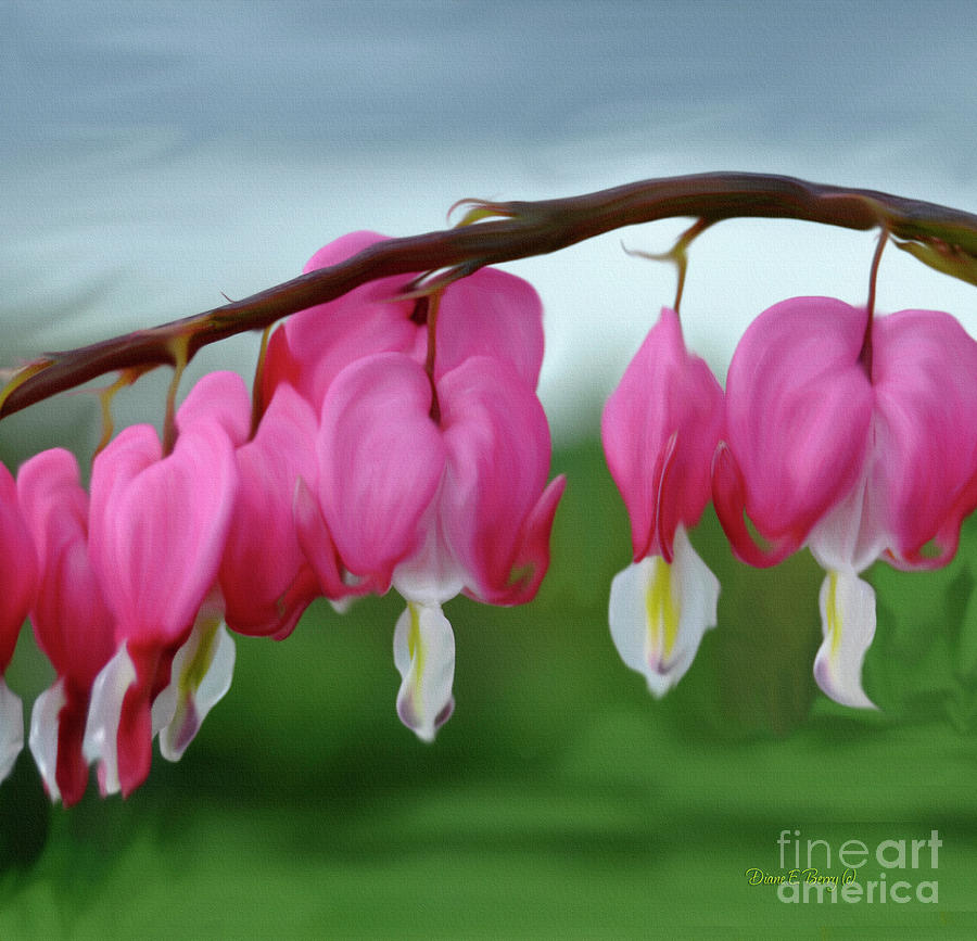 Bleeding Hearts Painting by Diane E Berry