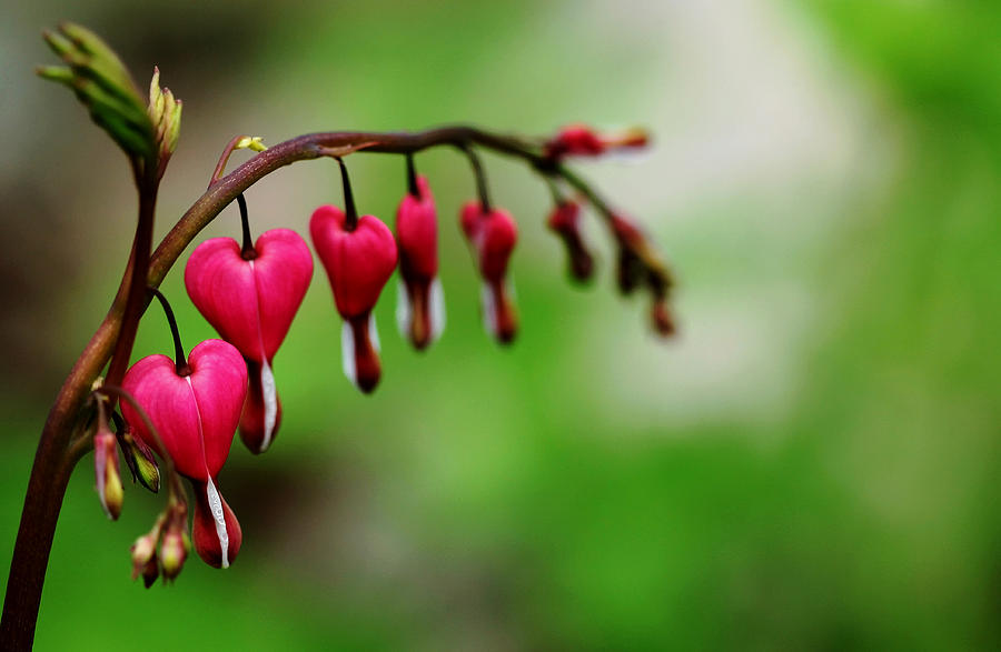 Nature Photograph - Bleeding Hearts Flower Of Romance by Debbie Oppermann