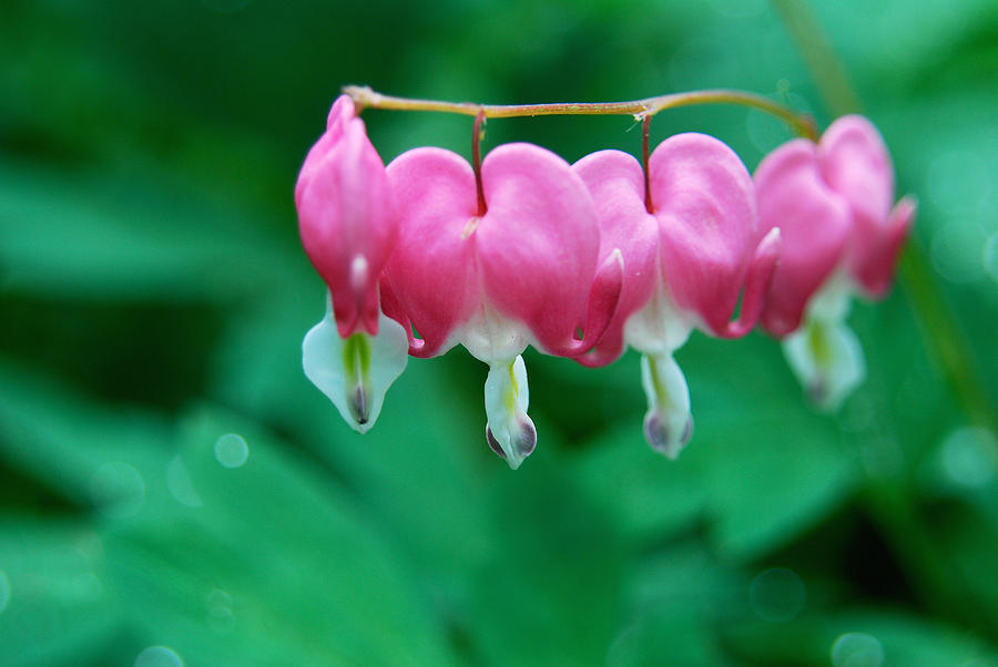 Bleeding Hearts Photograph by Gregory Blank