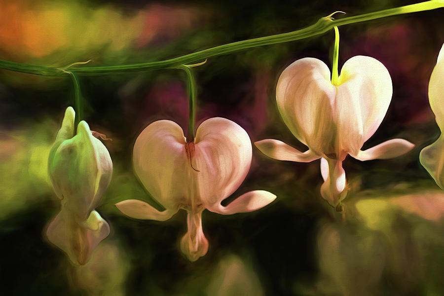 Bleeding Hearts in My Secret Garden Painting by Peggy Collins