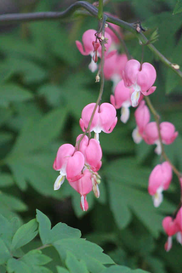 Bleeding Hearts in Prism Pink Against Forest Green Photograph by Colleen Cornelius