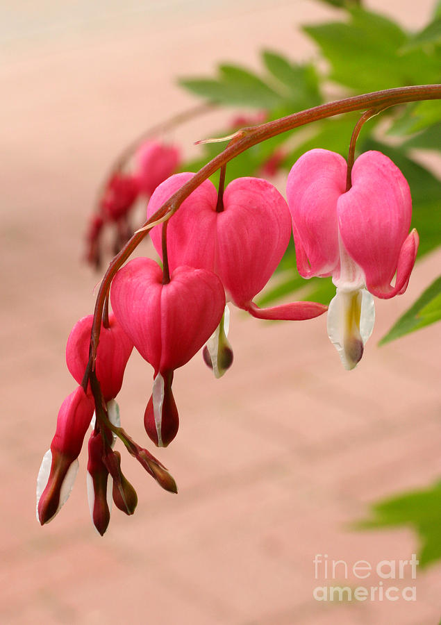 Bleeding Hearts in the Park Photograph by Steve Augustin