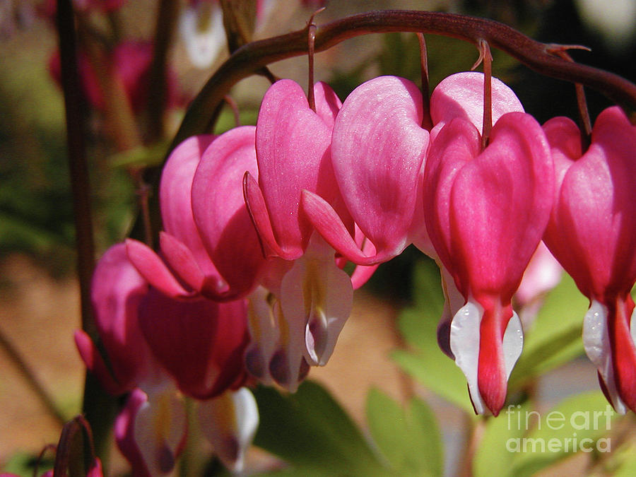 Bleeding Hearts Photograph by Laura Brightwood