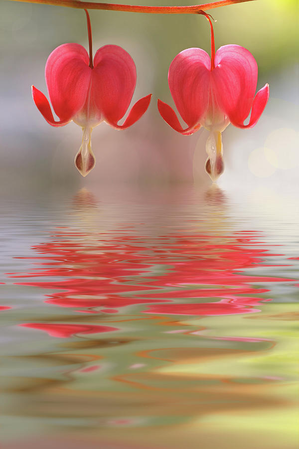Bleeding Hearts - Reflections of Love Photograph by Peggy Collins