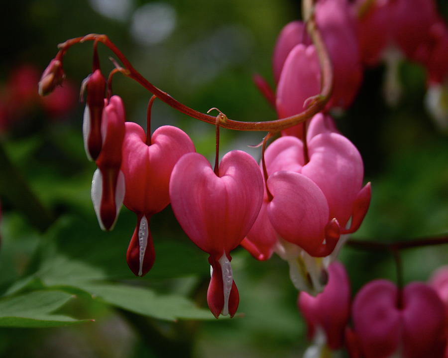 Bleeding Hearts Photograph by Melany Raubolt | Fine Art America