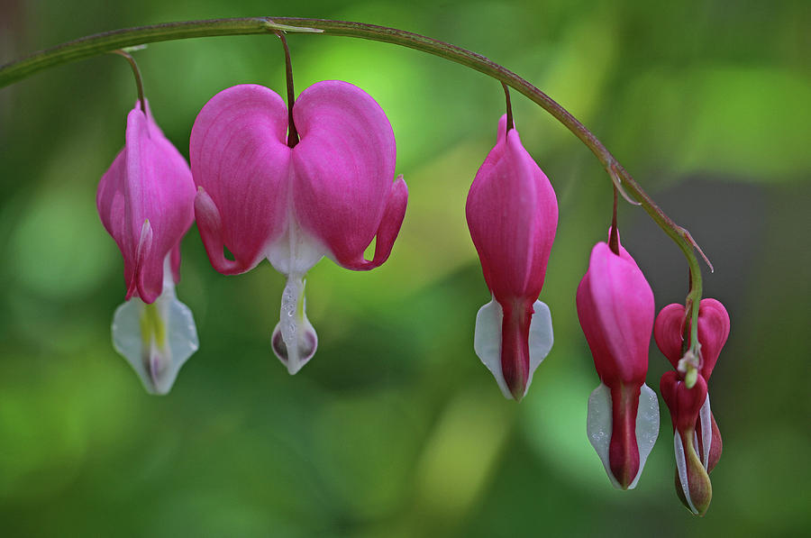 Spring Photograph - Bleeding Hearts On A Line by Juergen Roth