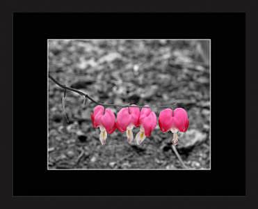 Bleeding Hearts Photograph - Bleeding Hearts On Gray by Brooke Chao Bleeding Hearts Photograph - Bleeding Hearts On Gray by Brooke Chao