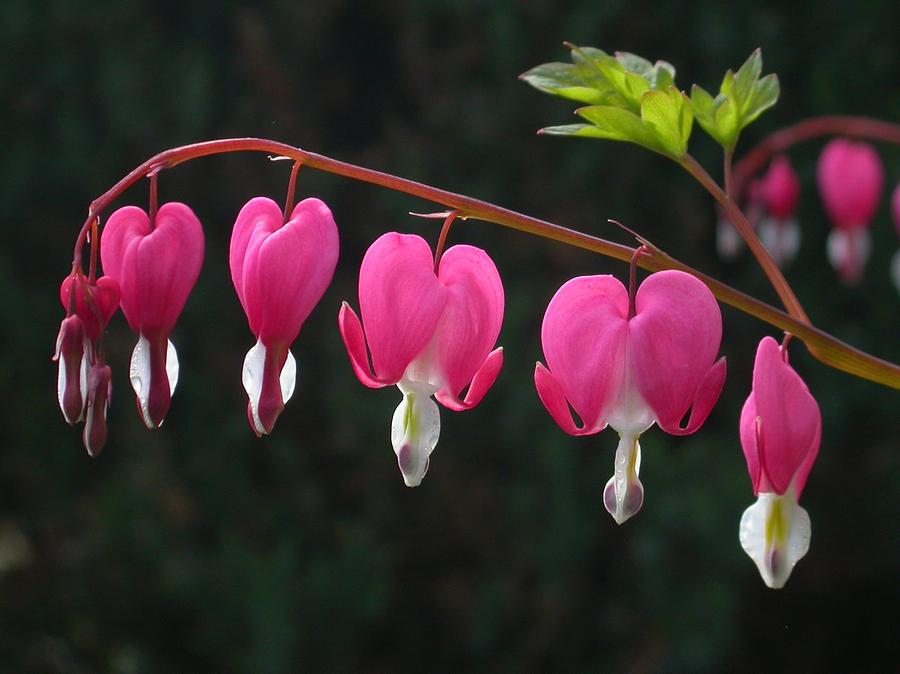 Bleeding Hearts Photograph by Raju Alagawadi - Fine Art America