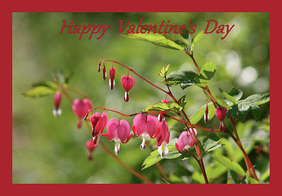 Bleeding Hearts Valentines Card Photograph by Sandra Huston