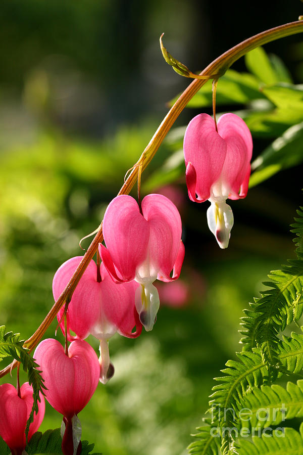 Bleeding Hearts with Fern Photograph by Steve Augustin