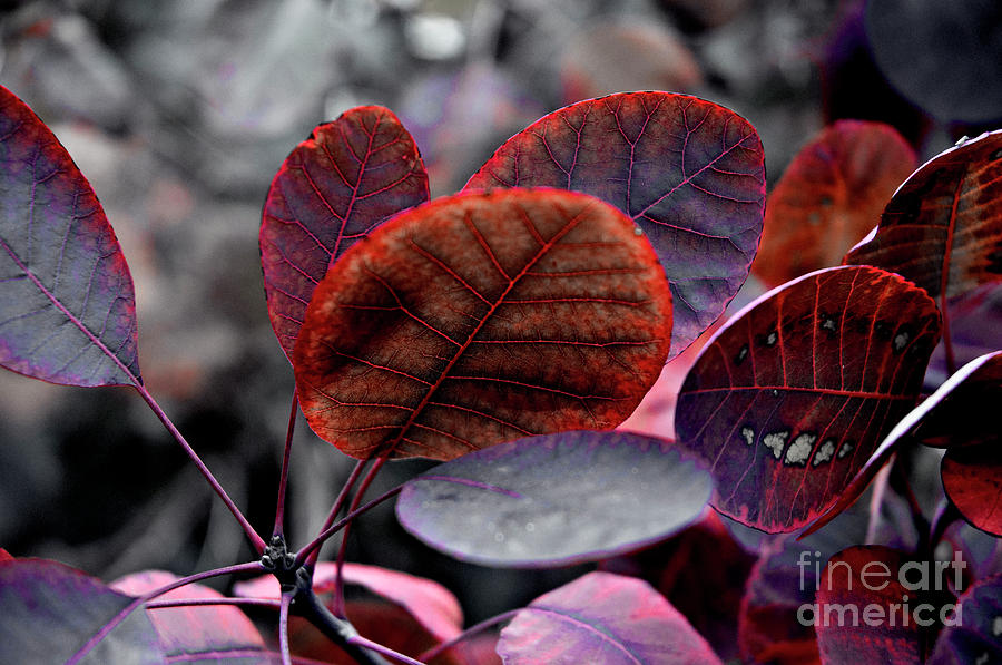 Bleeding Purple Smoke Bush Leaves Photograph by Silva Wischeropp