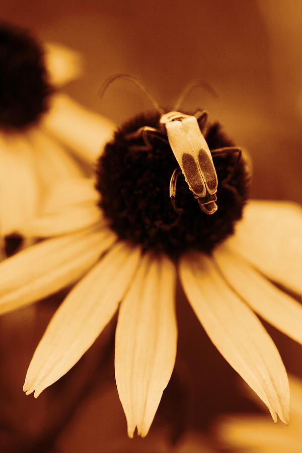 Flower Photograph - Blending by Angela Rath