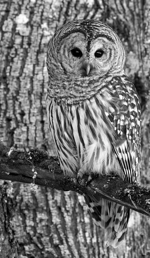 Owl Photograph - Blending In - 365-187 by Inge Riis McDonald