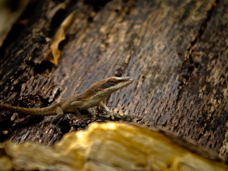 Nature Photograph - Blending In by Noun Images Nature Photograph - Blending In by Noun Images