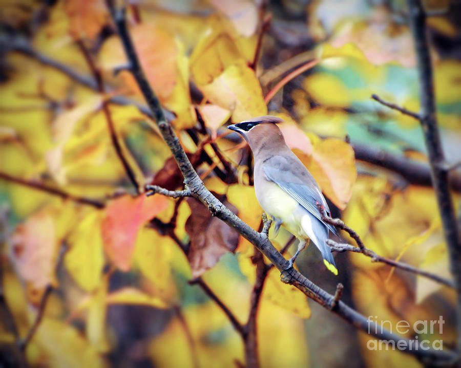 Blending In with Autumn - Cedar Waxwing Photograph by Kerri Farley