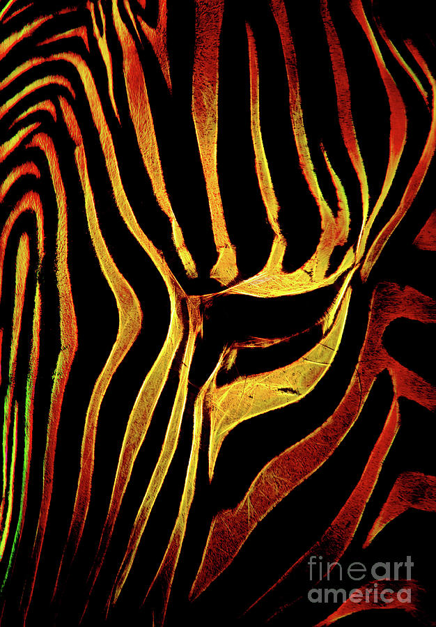 Zebra Stripes Photograph by Steven Parker