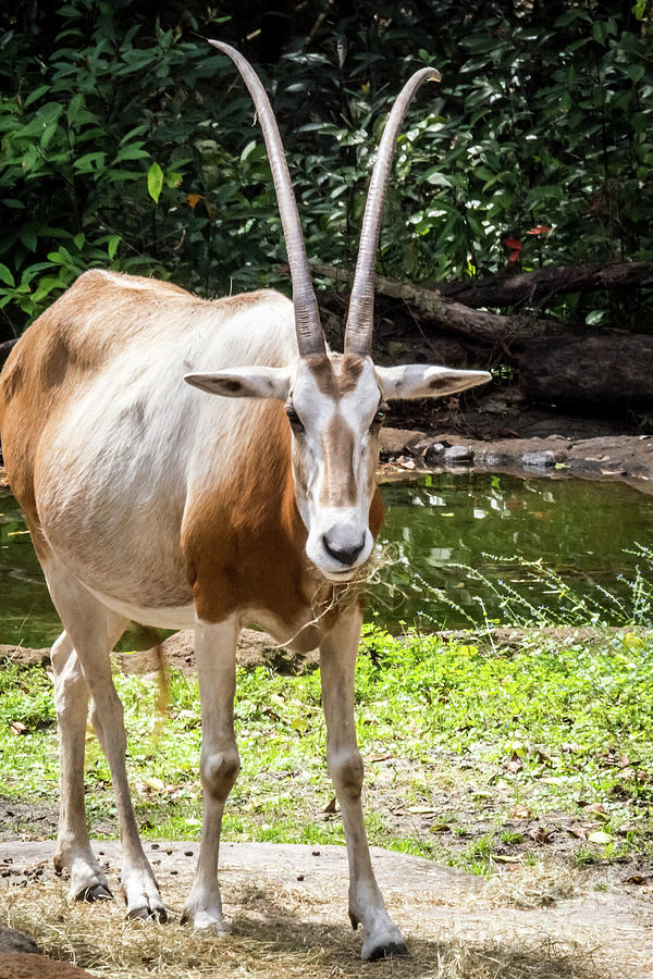 Blesbok Antelope Photograph by Pamela Williams